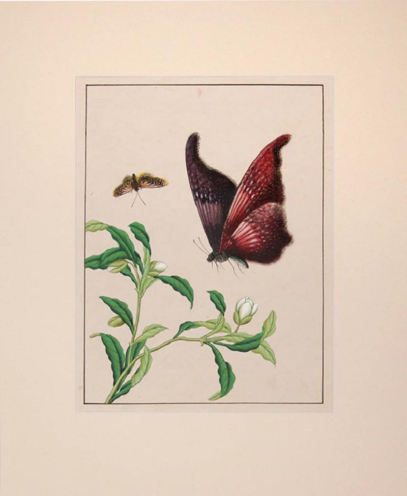 Butterflies and Fruits