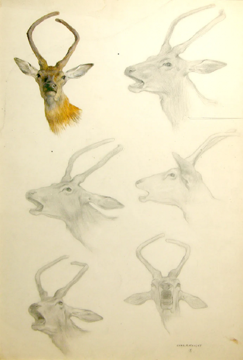 CHARLES R KNIGHT CHARLES R KNIGHT AMERICAN 1874 1953 DEER STUDY