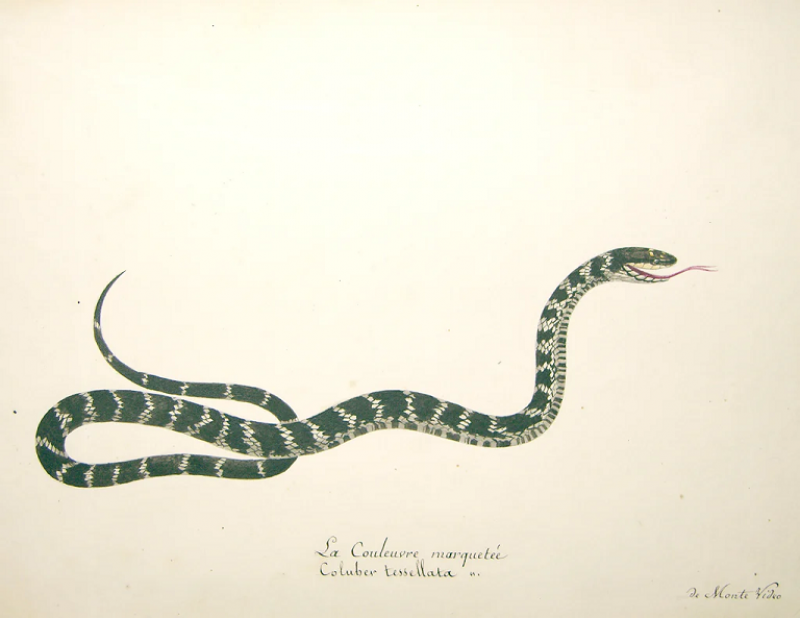 CHRISTOPHE PAULIN LA COULEUVRE MARQUETEE COLUBER TESSELLATA DE MONTE VIDEO