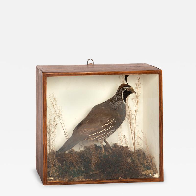 California quail