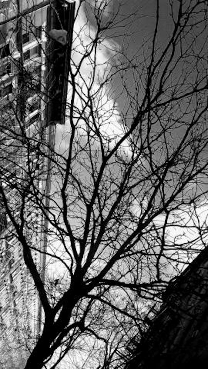 Calvin Ramsey A Tree Grows in Harlem