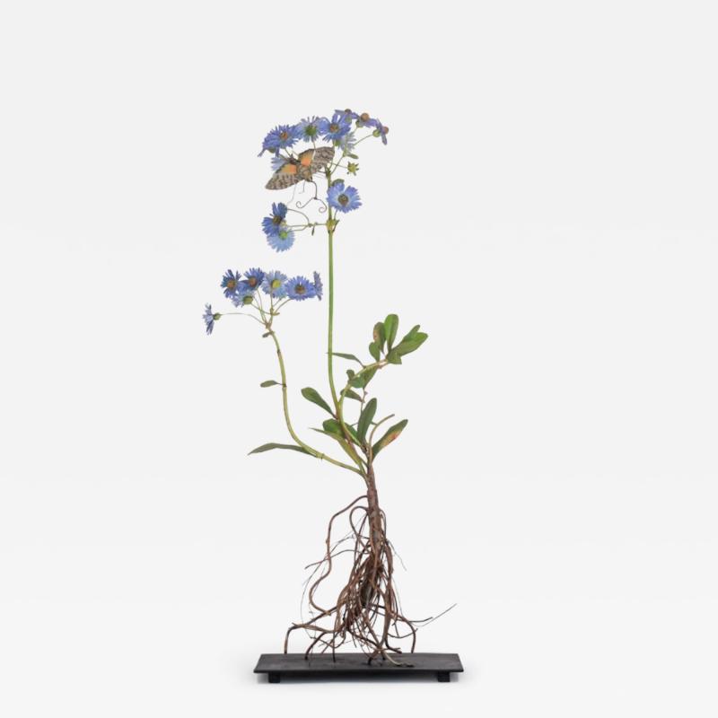 Carmen Almon China Aster with Giant Sphinx Moth 2025