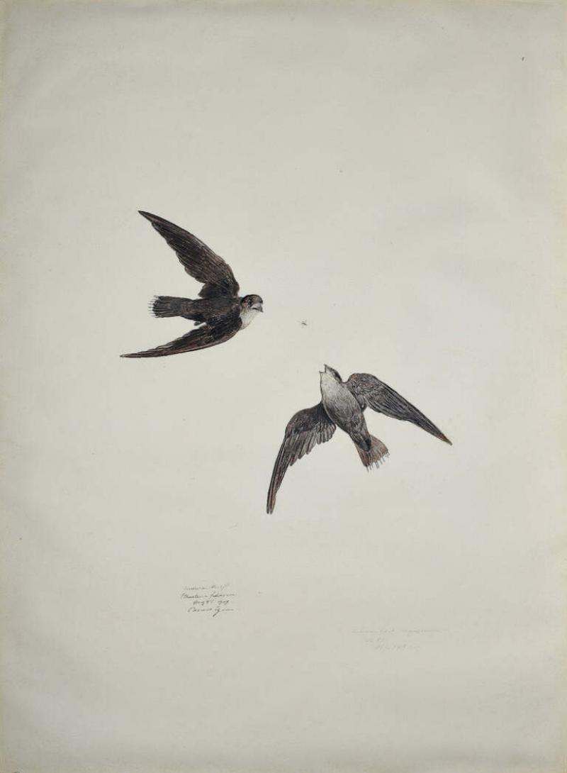 Carroll Sargent Tyson Jr CARROLL SARGENT TYSON 1877 1956 AMERICAN SWIFT