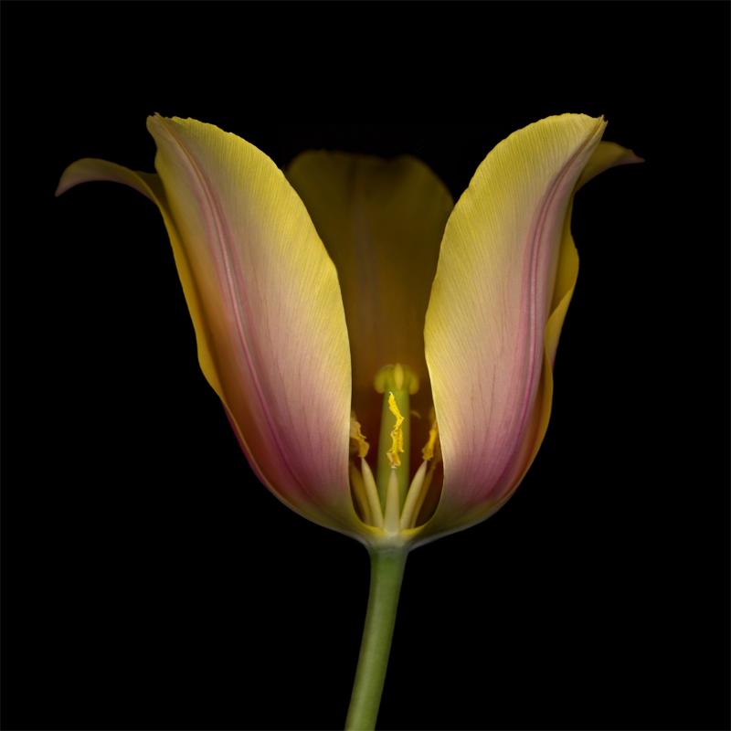 Chad Kleitsch Flower 68 Black Series 