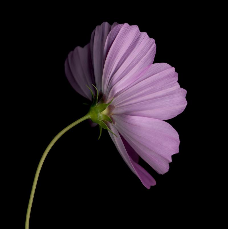 Chad Kleitsch Flower 84 Black Series 