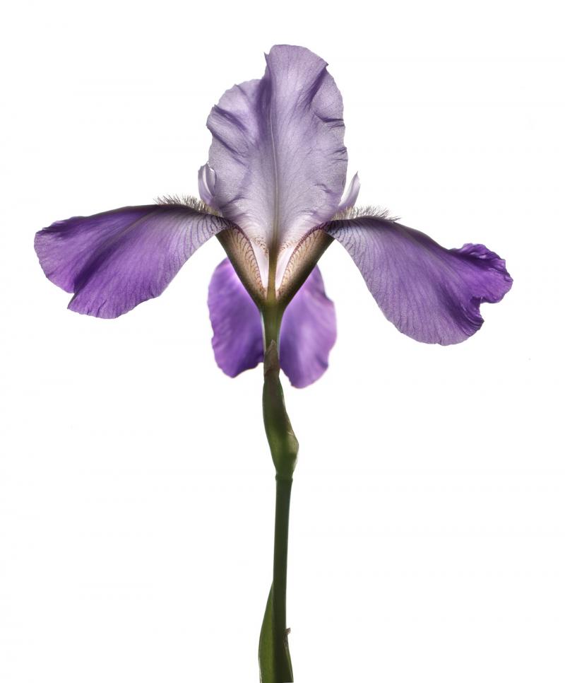 Chad Kleitsch Untitled 101