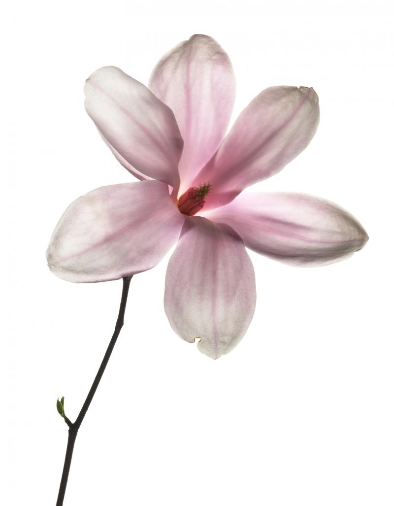 Chad Kleitsch Untitled 113