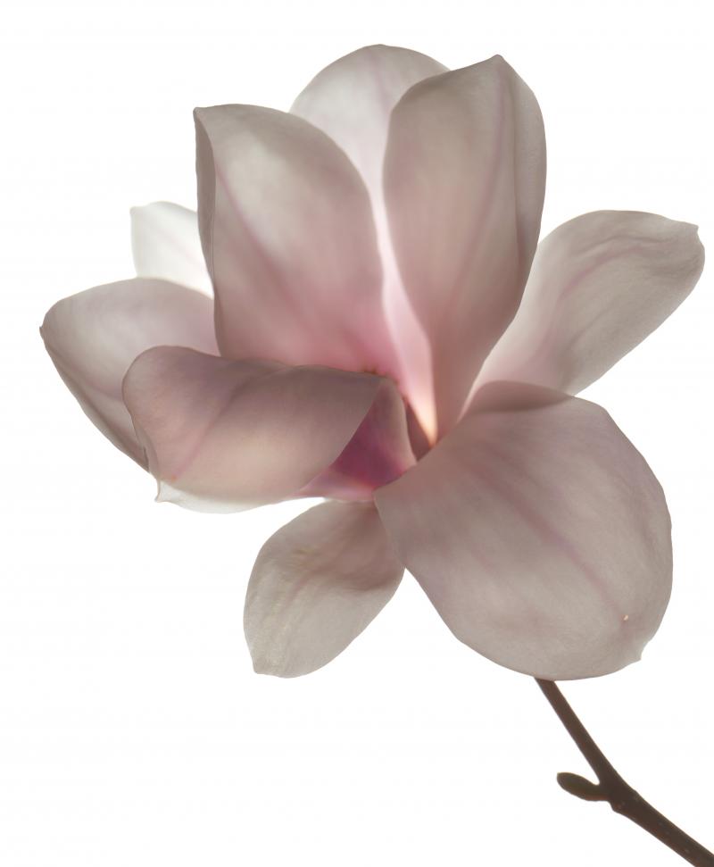 Chad Kleitsch Untitled 115