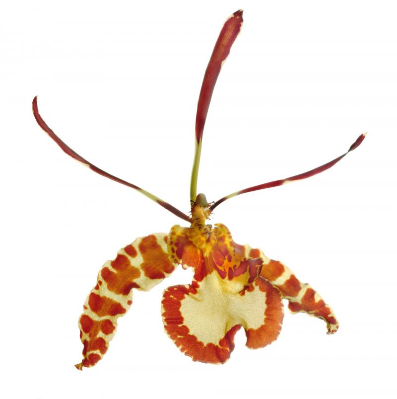 Chad Kleitsch Untitled 118