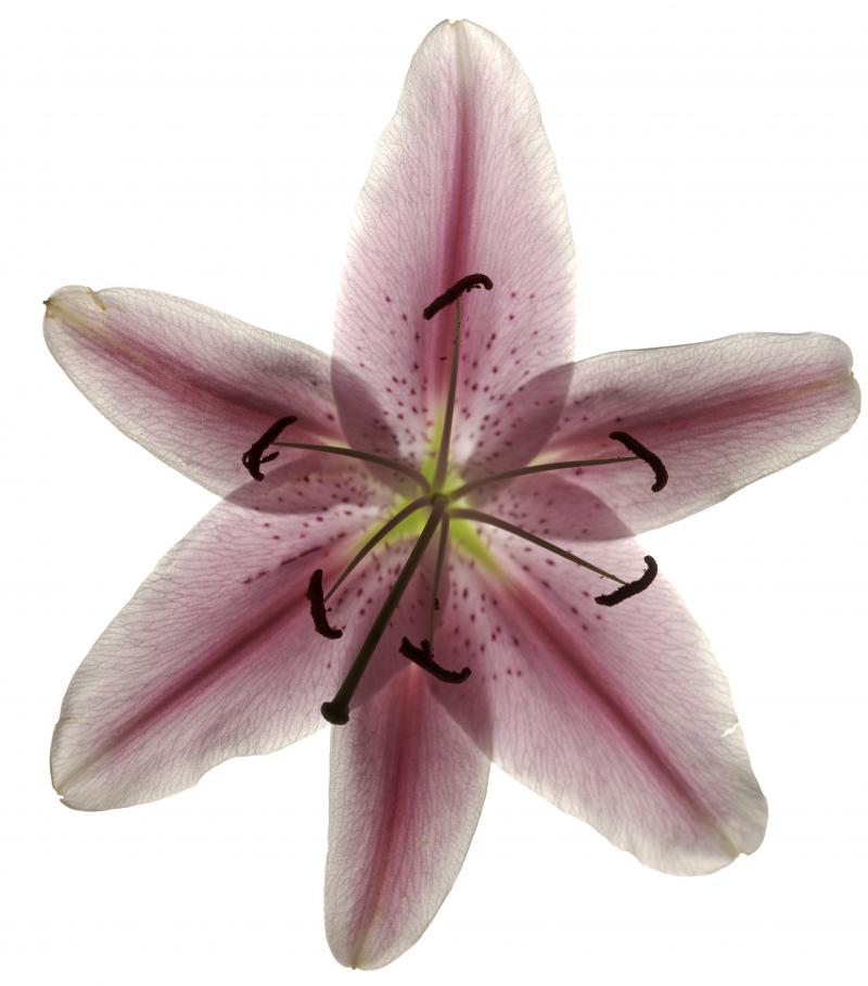 Chad Kleitsch Untitled 54