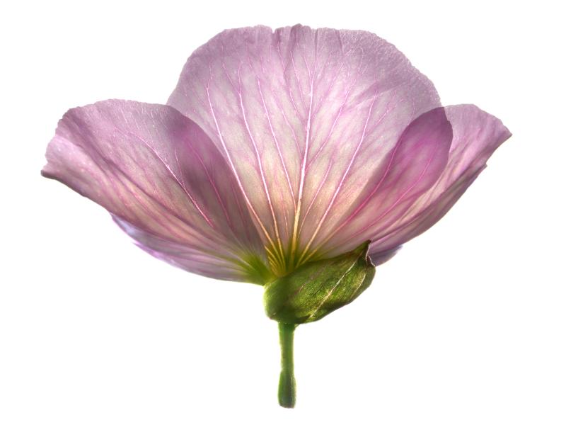 Chad Kleitsch Untitled 81