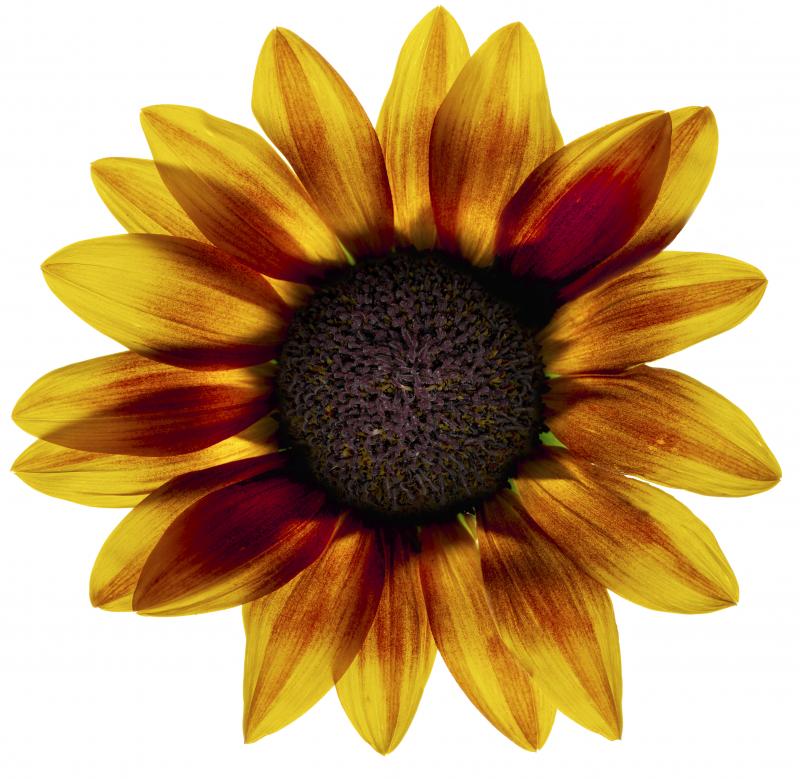 Chad Kleitsch Untitled 93