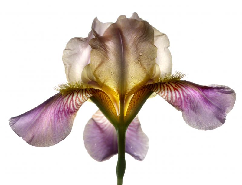 Chad Kleitsch Untitled 94