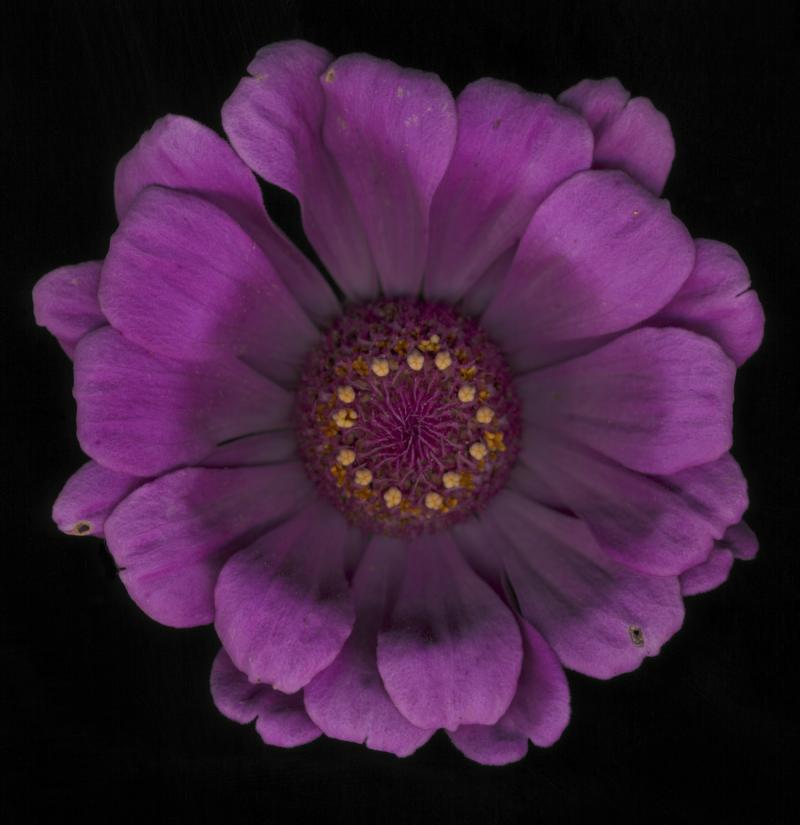 Chad Kleitsch Untitled Flower 04