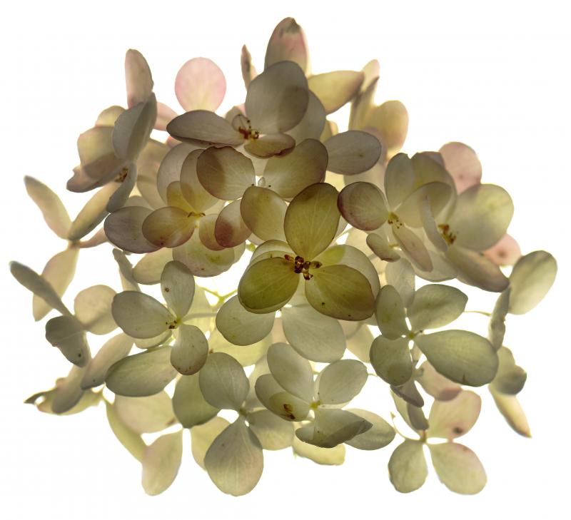 Chad Kleitsch Untitled Flower 05