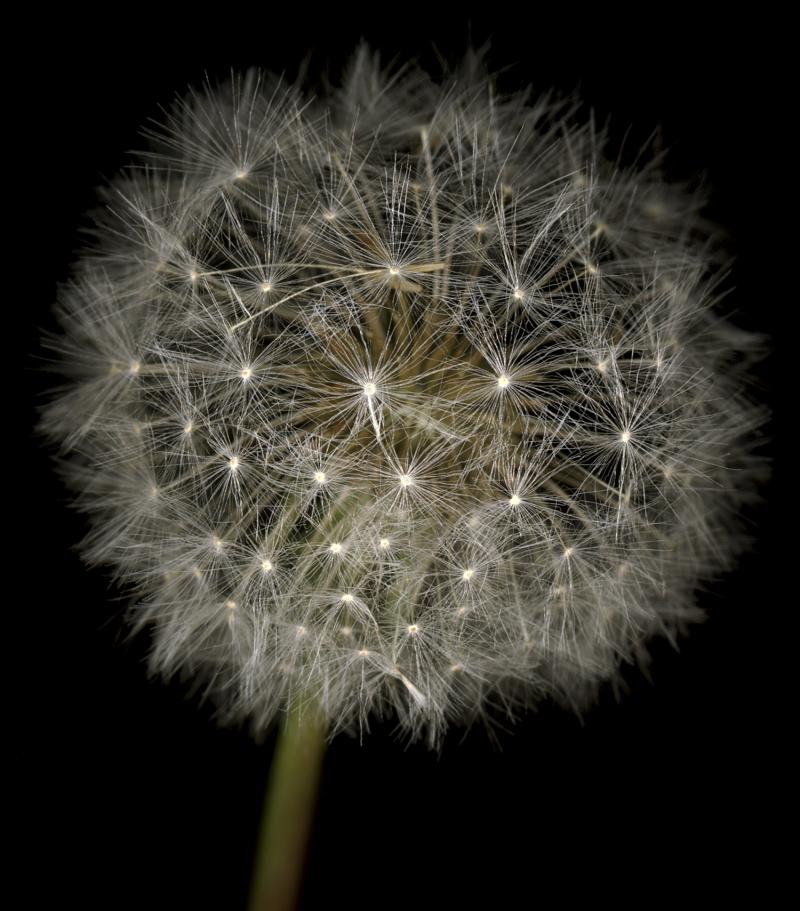 Chad Kleitsch Untitled Flower 06