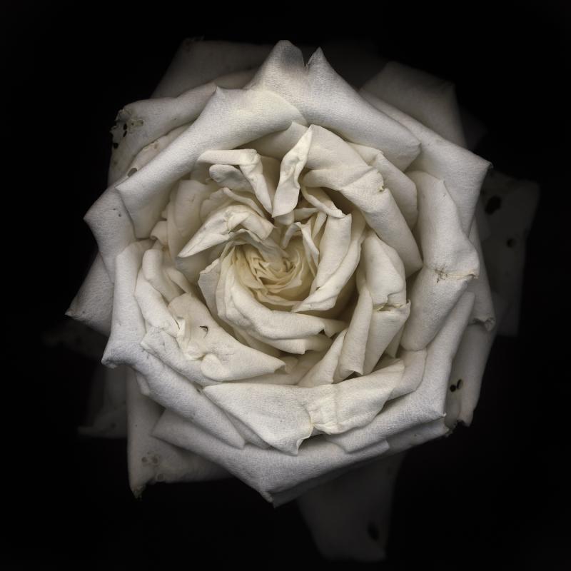 Chad Kleitsch Untitled Flower 09