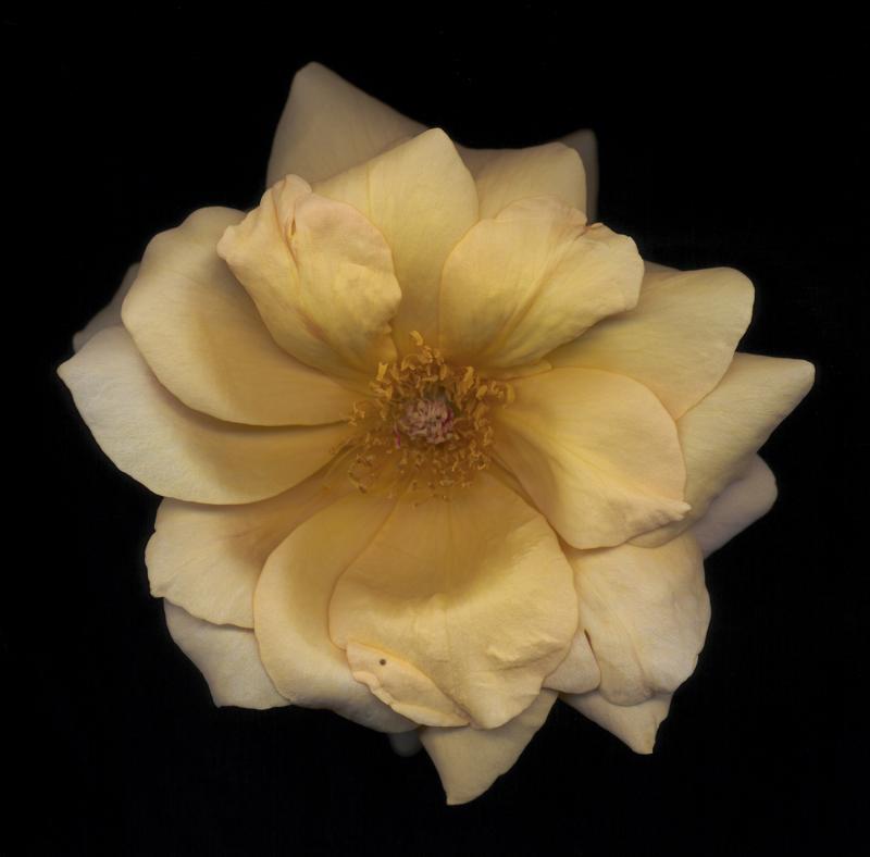 Chad Kleitsch Untitled Flower 10