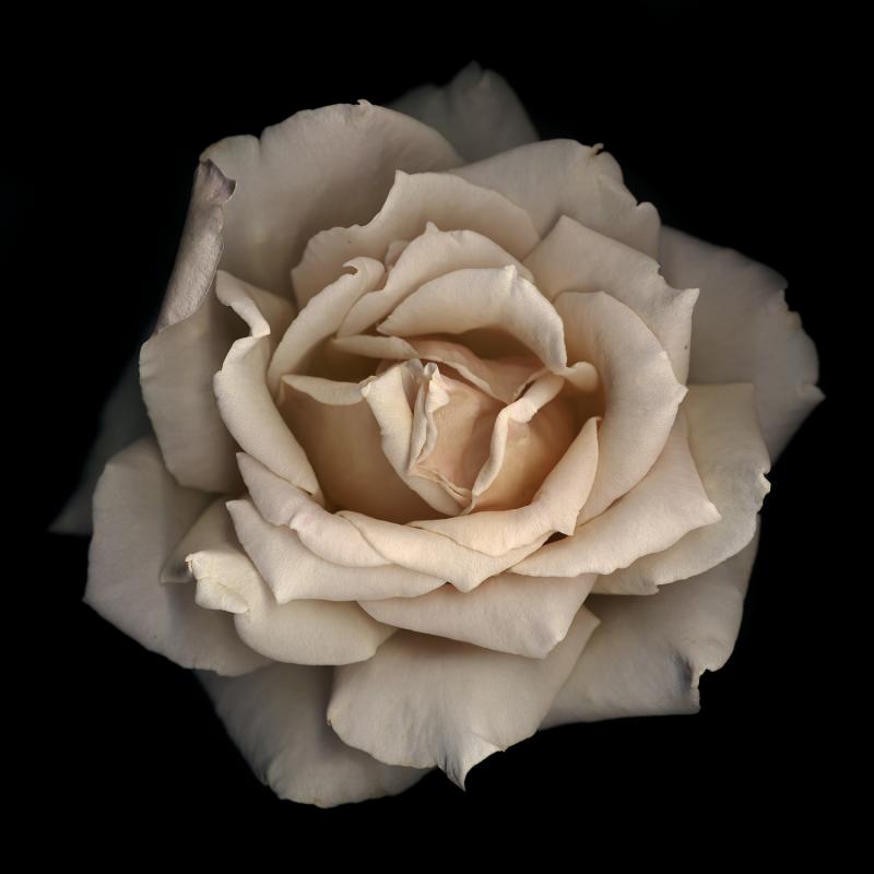 Chad Kleitsch Untitled Flower 11