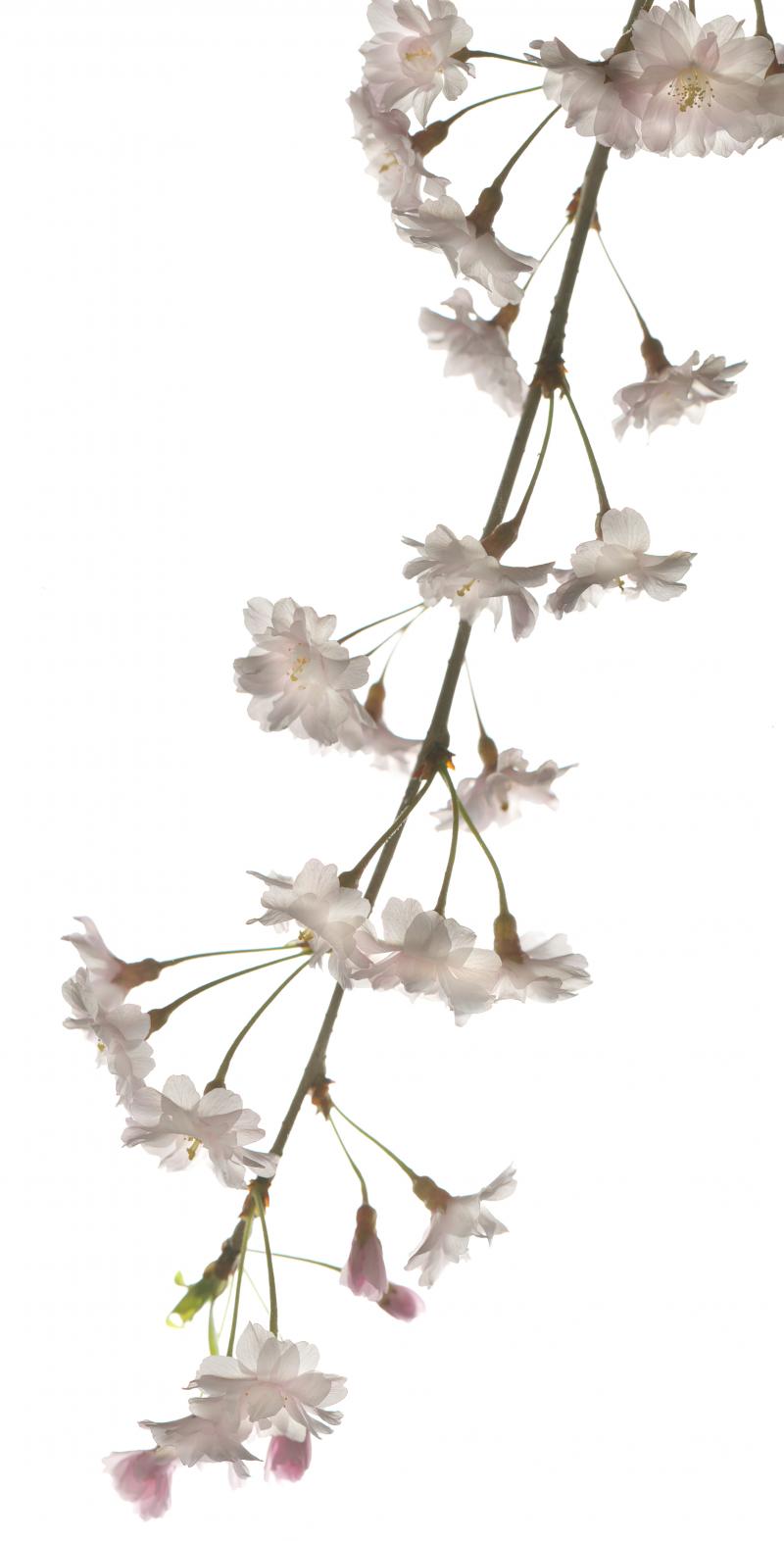 Chad Kleitsch Untitled Flower 123