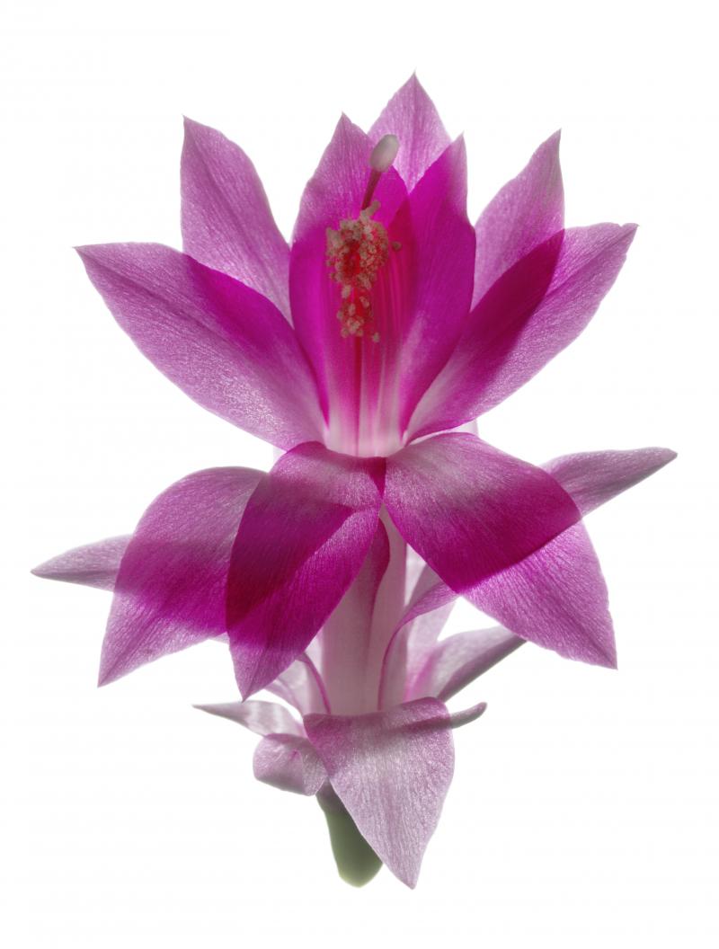 Chad Kleitsch Untitled Flower 124