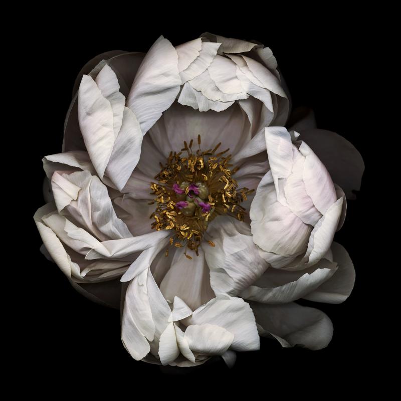 Chad Kleitsch Untitled Flower 13