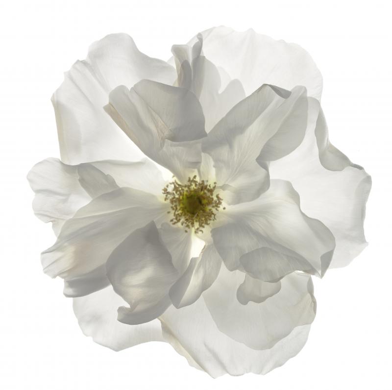 Chad Kleitsch Untitled Flower 132