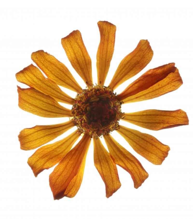 Chad Kleitsch Untitled Flower 137