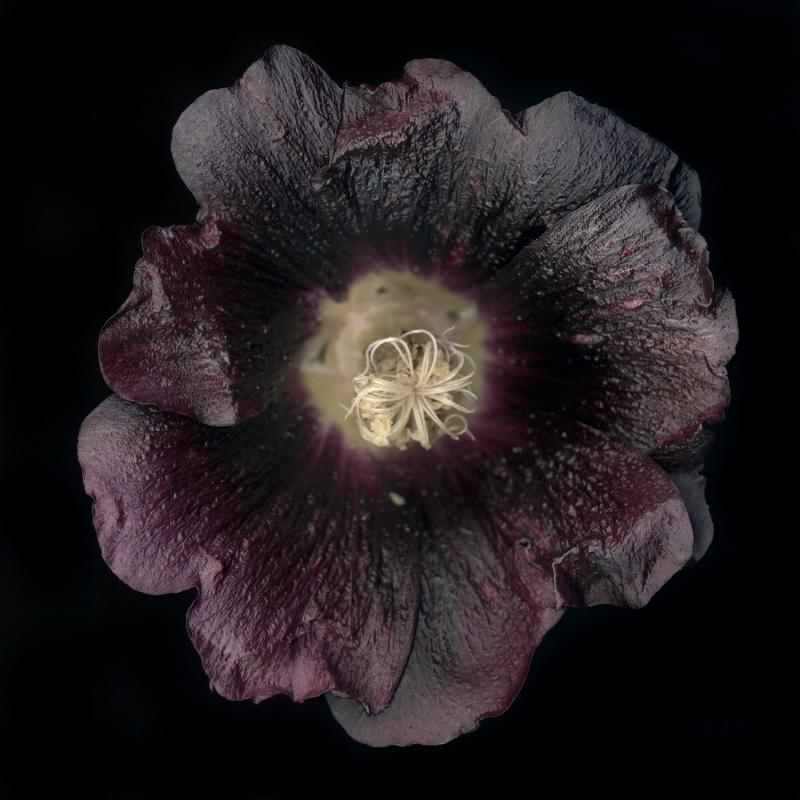 Chad Kleitsch Untitled Flower 14