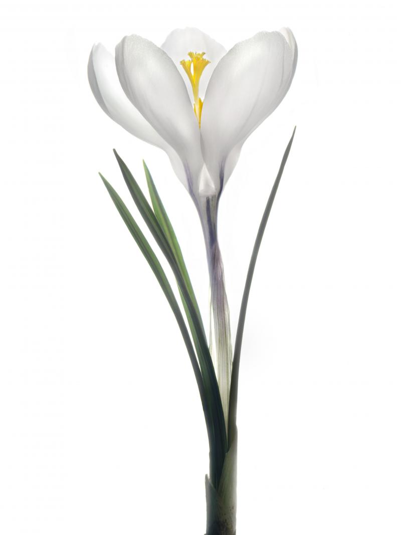 Chad Kleitsch Untitled Flower 140