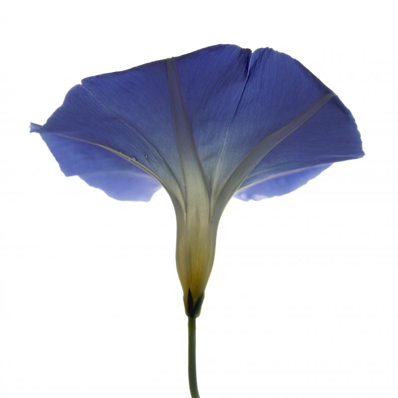 Chad Kleitsch Untitled Flower 141