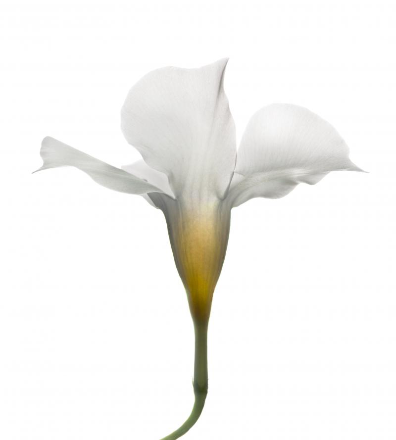 Chad Kleitsch Untitled Flower 145