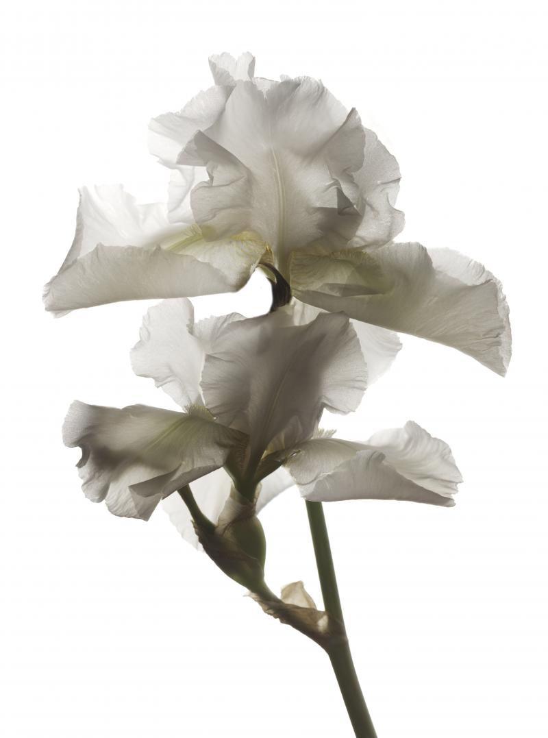 Chad Kleitsch Untitled Flower 15