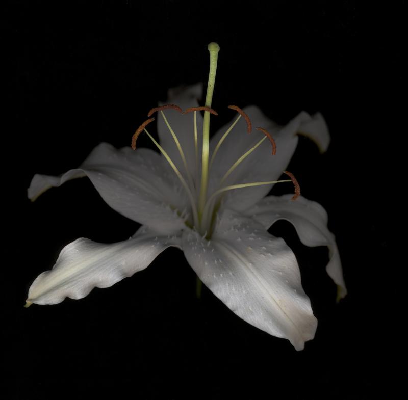 Chad Kleitsch Untitled Flower 15