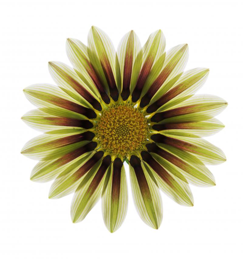 Chad Kleitsch Untitled Flower 150