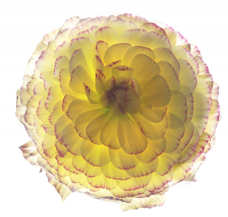 Chad Kleitsch Untitled Flower 152