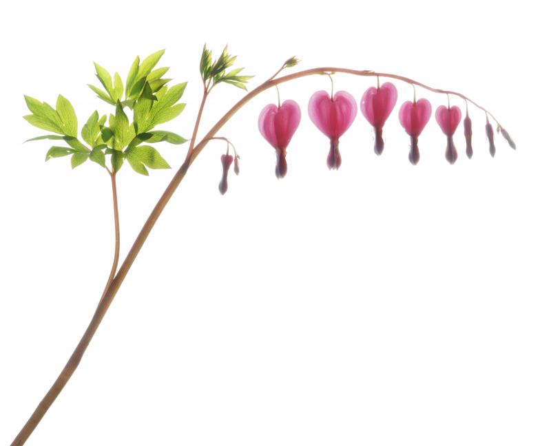 Chad Kleitsch Untitled Flower 155