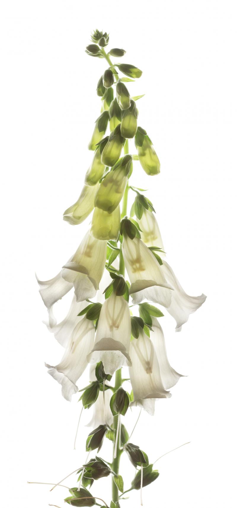 Chad Kleitsch Untitled Flower 156
