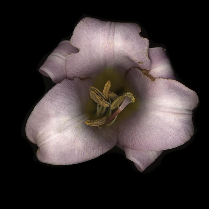 Chad Kleitsch Untitled Flower 16
