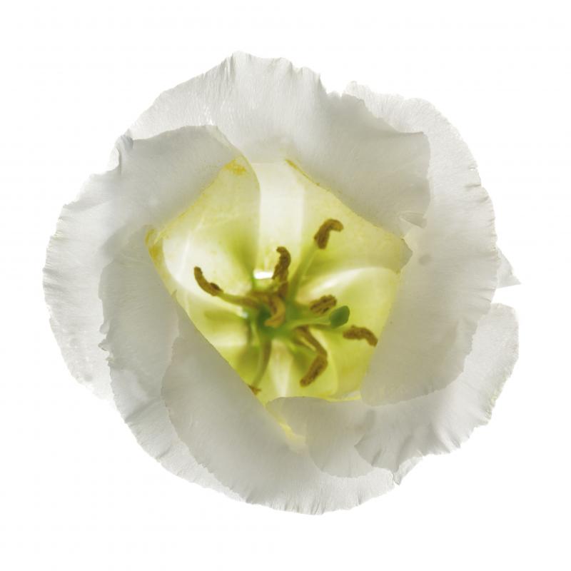 Chad Kleitsch Untitled Flower 163