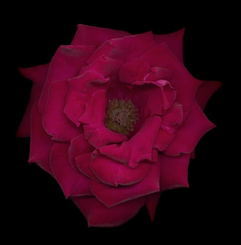 Chad Kleitsch Untitled Flower 17