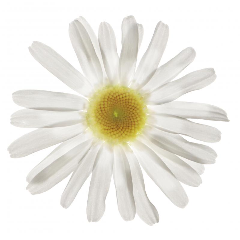 Chad Kleitsch Untitled Flower 18