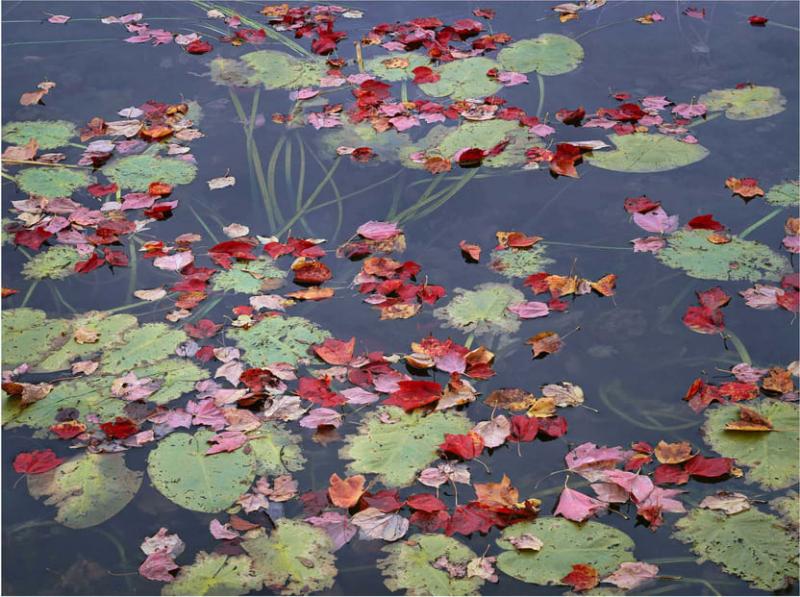 Charles Cramer Maple Leaves and Lillypads Long Pond Acadia Maine 2000