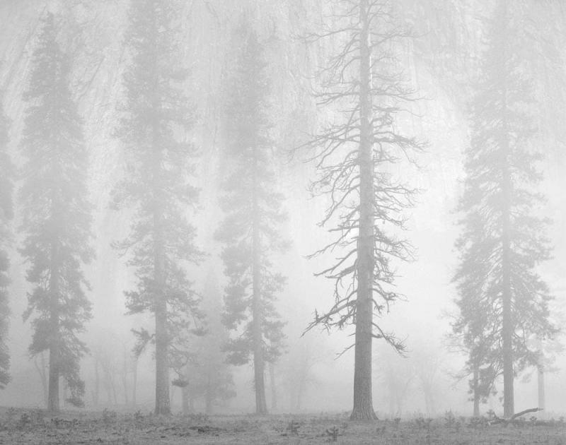 Charles Cramer Pines Dusk El Capitan Meadow Yosemite 1986