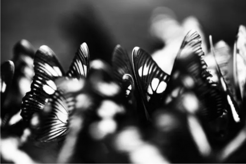 Christian Cravo Butterflies 1 2013