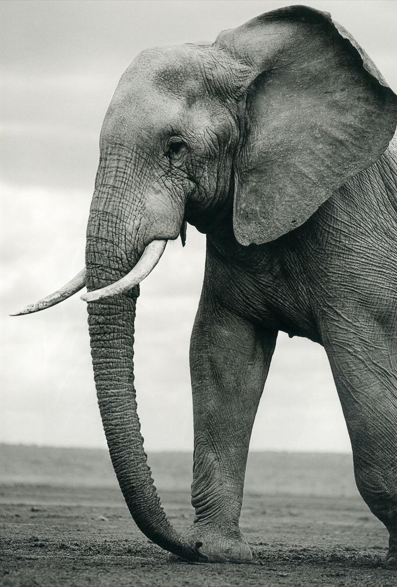 Christian Cravo Elephant IV