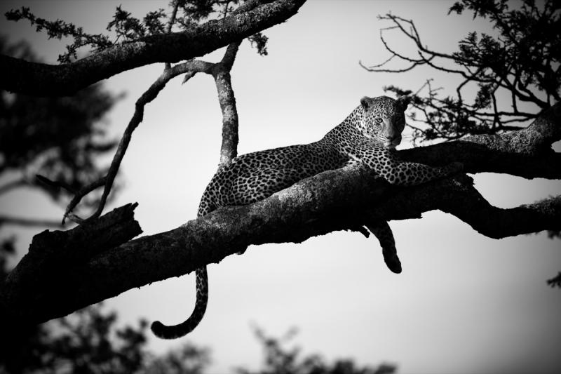 Christian Cravo Leopard with Falling Light Tanzania