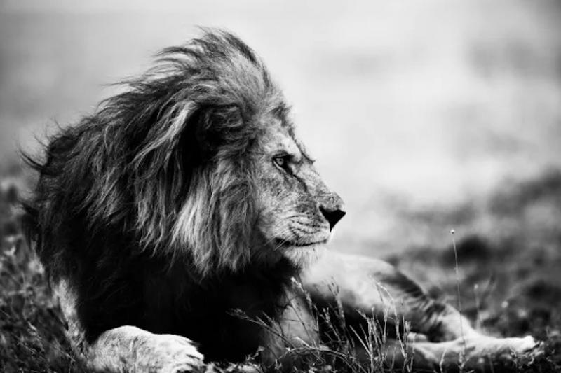 Christian Cravo Lion with Approaching Storm