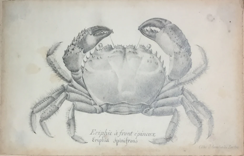 Christophe Paulin de La Poix de Fr minville ERIPHE A FRONT EPINEUX ERIPHIA SPINATROUS 