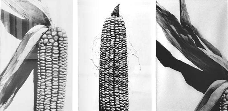 Christophe Von Hohenberg Corn set of three Gelatin silver prints by Christophe von Hohenberg